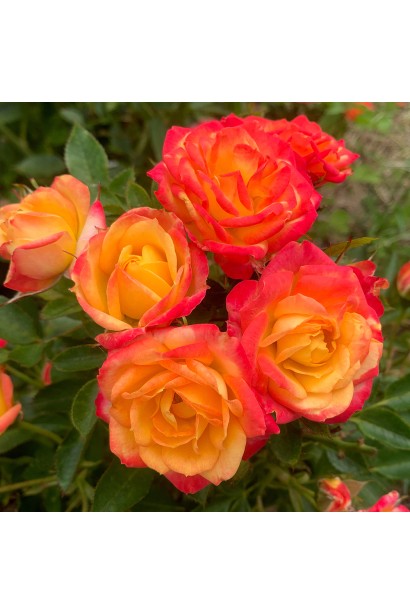 "YARA" для троянд, 1кг